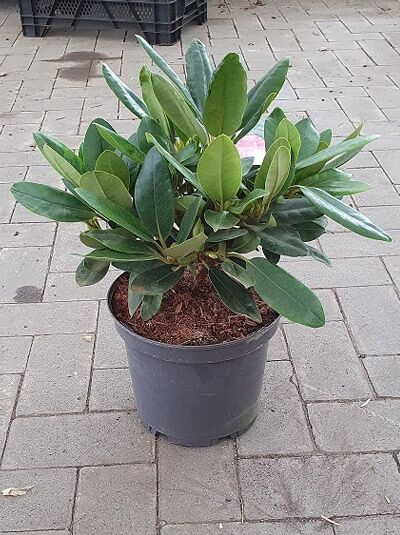 Rhododendron 'Claudine'  / Rhododendron Hybride 'Claudine'