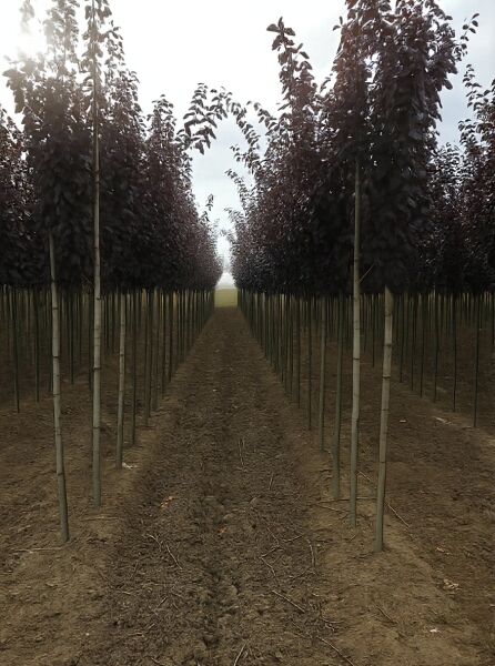 Prunus cerasifera 'Hessei' / Wildpflaume 'Hessei', Hochstamm 8-10 StU m. B., Reihe junger Bäume mit dunklem Laub im Feld