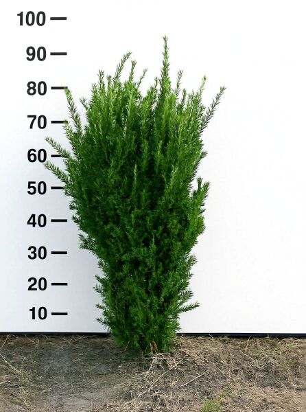 Männliche Becher-Eibe 'Hillii' (Taxus media 'Hillii') 60–80 cm mit Ballen, aufrechter immergrüner Strauch mit dichtem Nadelwerk