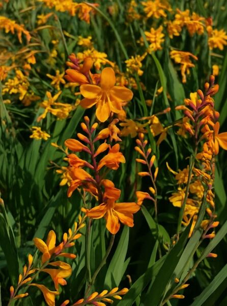 Garten-Montbretie 'Voyager' (Crocosmia x crocosmiiflora) mit orangefarbenen Blüten an aufrechten Blütenständen und schmalen Blättern