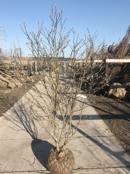 Magnolia loebneri 'Leonard Messel' / Rosa Stern-Magnolie 'Leonard Messel' 200-250 cm, mehrstämmiger Strauch mit Ballen und Knospen
