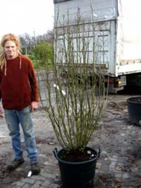 Garten-Eibisch (Hibiscus syriacus) 'Pinky Spot' 150-175 cm C35, mehrstämmiger Strauch im schwarzen Container.