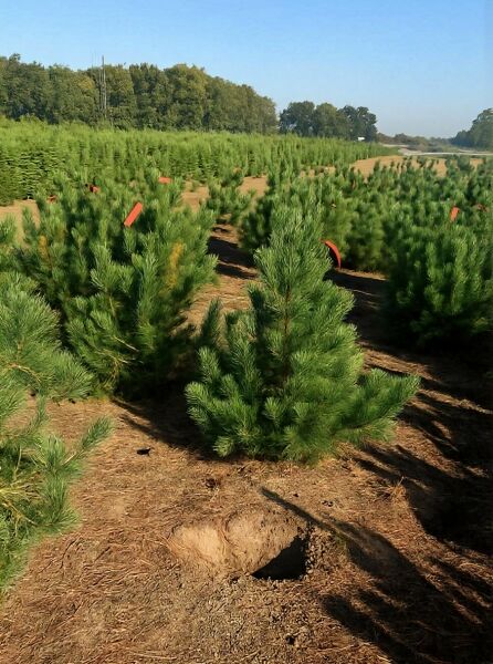 Pinus peuce (Mazedonische Kiefer, Rumelische Kiefer) 125–150 cm m. Db., Solitär, als junge Kiefer im Feldbestand