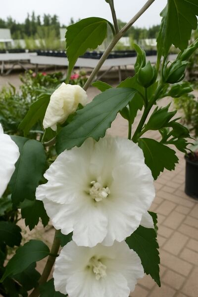 Garten-Eibisch 'William R. Smith'  / Garten-Eibisch 'William R. Smith'