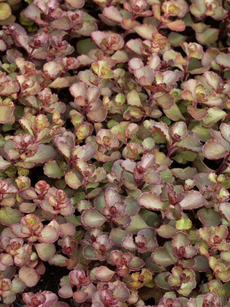 Teppich-Fettblatt 'Mahogany Red' / Sedum spurium 'Mahogany Red'