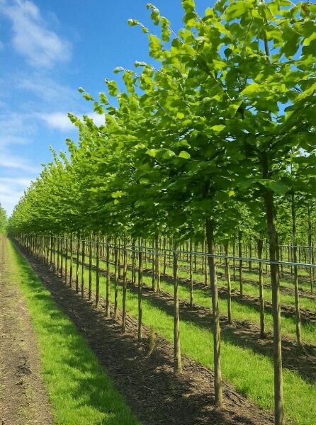 Flatter-Ulme (Ulmus laevis) Hochstamm 16-18 StU mit Drahtballen, Baumreihe mit grünem Laub in der Baumschule.