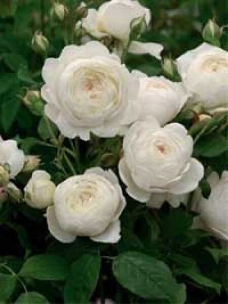Rosa 'Claire Austin ®' / Englische Rose 'Claire Austin'