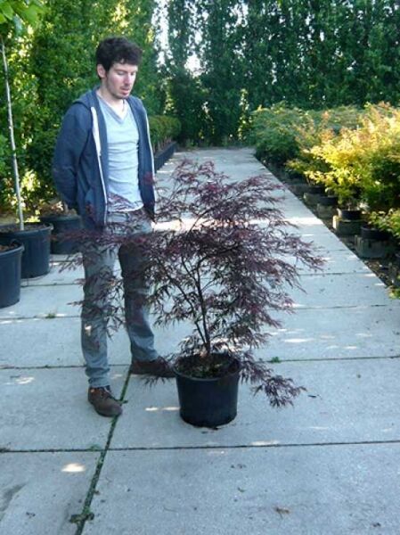 Dunkelroter Schlitz-Ahorn Acer palmatum 'Dissectum Garnet', 60–80 cm, im C20-Topf, mit fein geschlitzten dunkelroten Blättern.