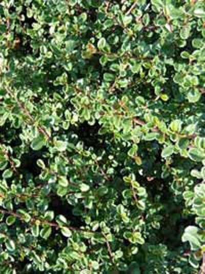 Zwergmispel / Zwergcotoneaster / Cotoneaster congestus