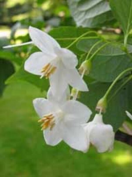 Japanischer Storaxbaum / Japanischer 'Schneeglöckchenbaum' / Styrax japonicus
