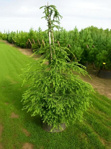 Tsuga canadensis / Kanadische Hemlocktanne 175-200 cm C20, schlanker Nadelbaum im Container mit überhängenden Zweigen