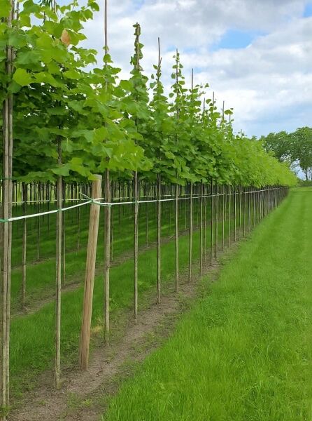 Krim-Linde Hochstamm (Tilia europaea 'Euchlora') 8–10 StU m. B., Reihe junger Bäume mit grünem Laub am Stützpfahl