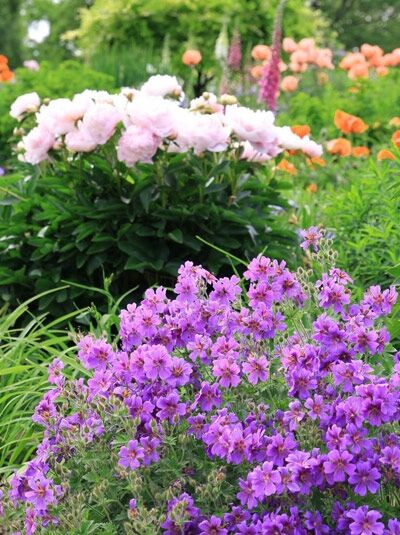 Pracht-Storchschnabel  / Geranium magnificum