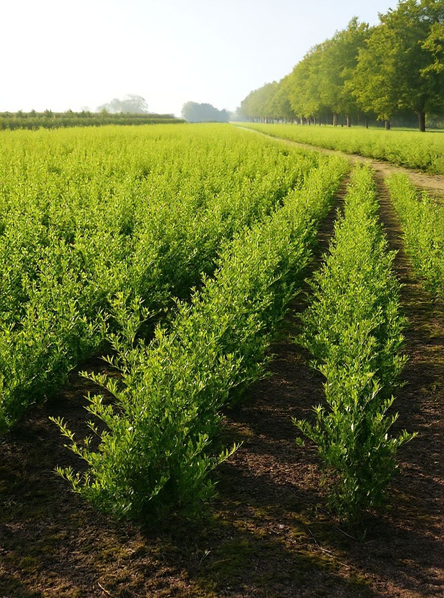 Kleinlaubige Japan-Hlse 'Green Hedge' - Ilex crenata 'Green Hedge'