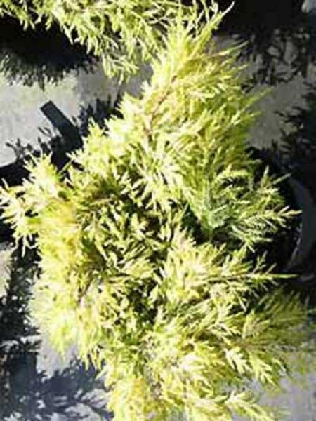 Chinesischer Wacholder 'Gold Star' / Juniperus chinensis 'Gold Star'