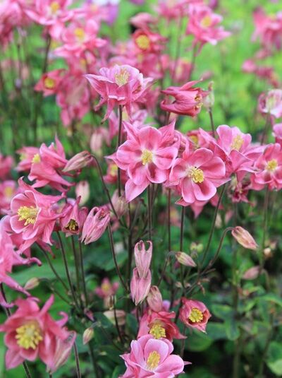 Aquilegia vulgaris 'Winky Rosa-Rosa' / Kurzspornige Akelei 'Winky Rosa-Rosa'