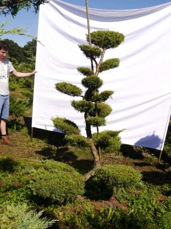 rutaupilz bambus Bambus Aureocaulis (Phyllostachys aureosulcata 'Aureocaulis') | 125-150 cm  im Topf