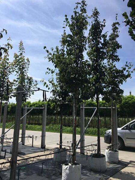 Japanischer Blumen-Hartriegel (Cornus kousa) Hochstamm 10-12 StU im Container, Baum mit aufrechtem Wuchs und grünem Laub.