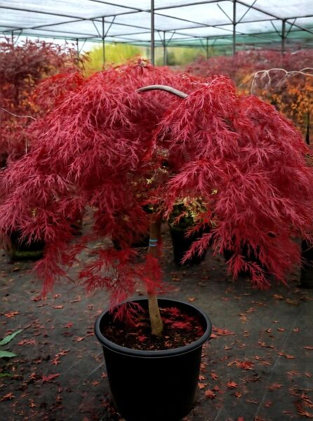 Roter Schlitz-Ahorn (Acer palmatum 'Dissectum Atropurpureum') mit rotem, überhängendem Laub im Topf, Stamm 80 cm (C110)
