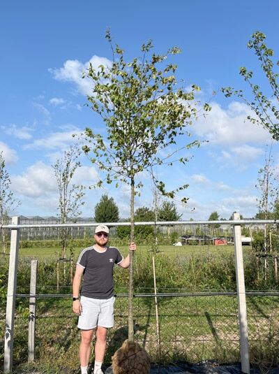 Zelkova serrata (Japanische Zelkove) Keakibaum Hochstamm 14-16 StU mit Drahtballen, junger Baum mit Krone und Stamm