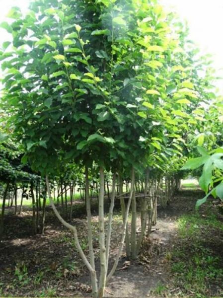 Kobus-Magnolie / Kobushi-Magnolie 'mehrstämmig' / Kobus-Magnolie / Kobushi-Magnolie 'mehrstämmig'