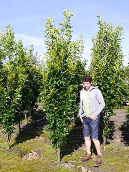 Quercus palustris 'Green Pillar' – Säulen-Sumpfeiche 'Green Pillar', Heister 12-14 STU m. B., säulenförmiger Laubbaum im Feldbestand