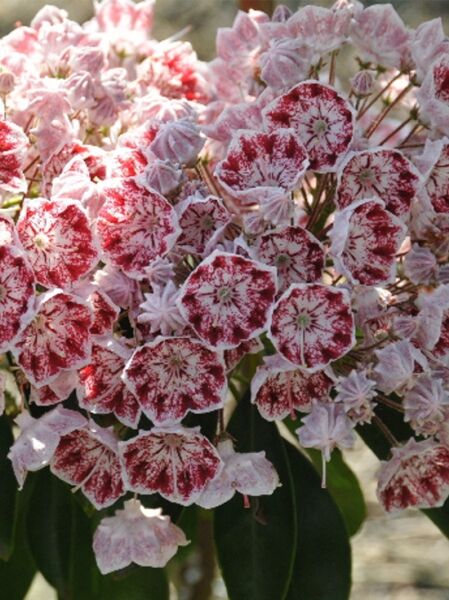 Lorbeerrose 'Jans Delight' / Berglorbeer 'Jans Delight' / Kalmia latifolia 'Jans Delight'