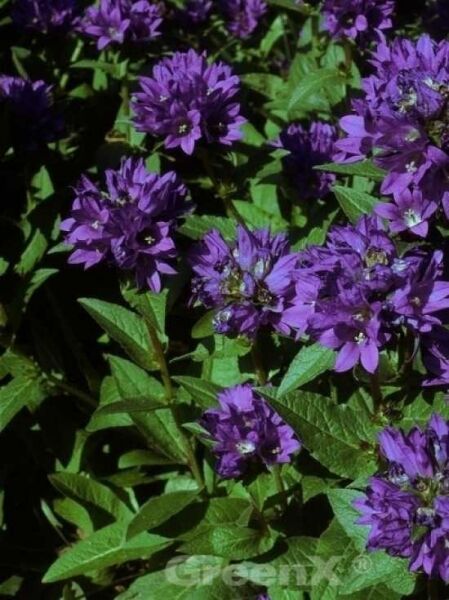 Zwerg-Knäuel-Glockenblume 'Acaulis' / Campanula glomerata 'Acaulis'
