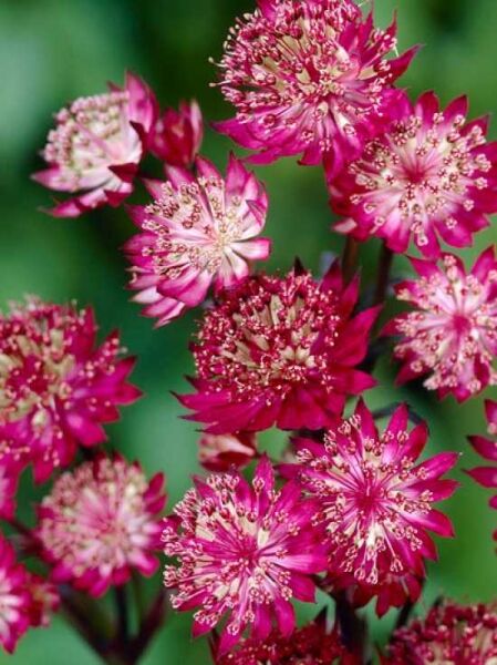 Große Sterndolde 'Moulin Rouge ®' / Astrantia major 'Moulin Rouge ®'