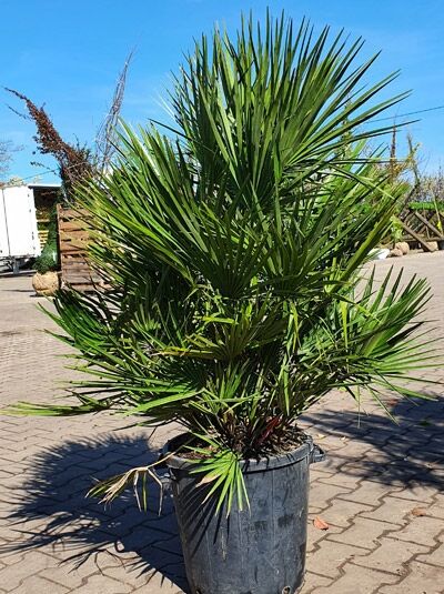 Kompakte Zwerg-Palme Chamaerops humilis 'Vulcano' im Topf, 80-100 cm, C30, mit fächerförmigen grünen Blättern.