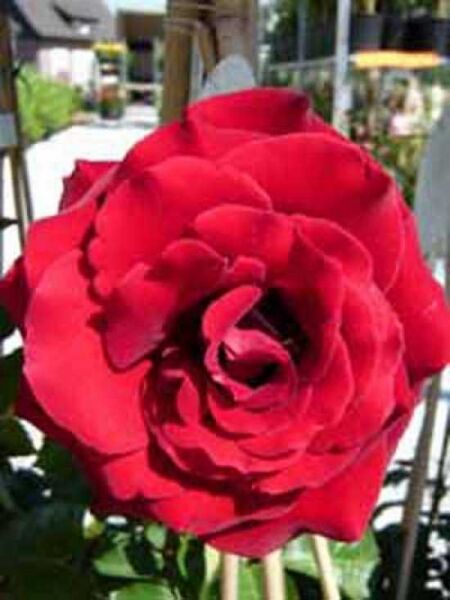 Kletterrose 'Naheglut' / Kletterrose 'That's Jazz' / Rosa 'Naheglut ®' / Rosa 'That's Jazz'