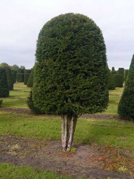 Heimische Eibe 'Bienenkorb' mehrstämmig / Taxus baccata 'Bienenkorb' mehrstämmig