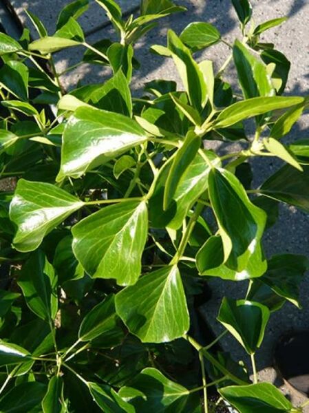 Hedera helix 'Arborescens' / Strauch-Efeu