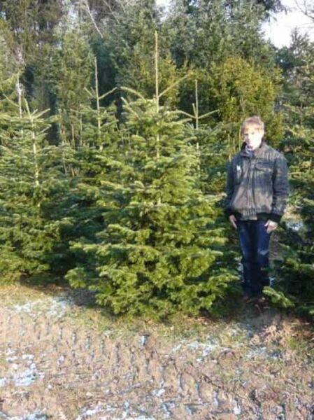 Abies nordmanniana / Nordmanns-Tanne / Kaukasus-Tanne