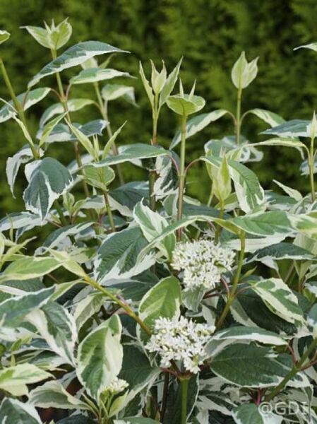 Weißbunter Hartriegel / Cornus alba 'Ivory Halo ®'