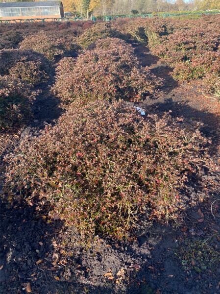 Japanische Azalee 'Elfie' (Nr.1408) / Rhododendron nakaharai 'Elfie' (Syn. Evita) 100-120 cm breit x 30-40 cm hoch