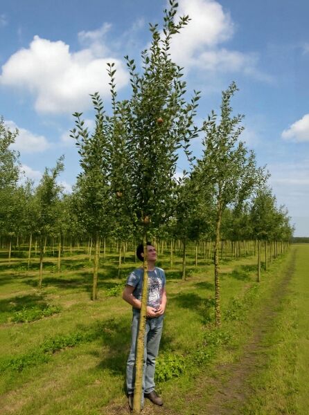 Apfel 'Jonagold' (Malus domestica 'Jonagold') Hochstamm 18-20 StU mit Drahtballierung, Baum mit Laub und Früchten.