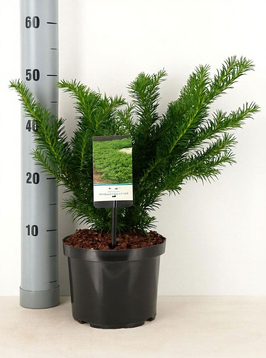 Kissen-Eibe / Tafel-Eibe - Taxus baccata 'Repandens' - Baumschule NewGarden