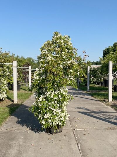 Hongkong-Hartriegel 200-250 cm - Cornus hongkongensis (1567065)
