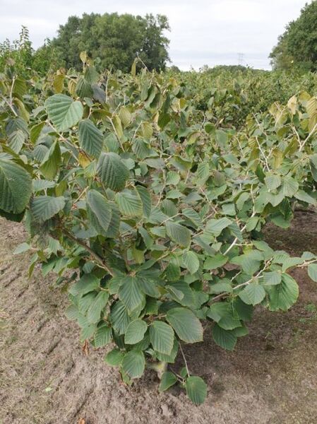 Zaubernuss 'Jelena' / Zaubernuss 'Jelena'