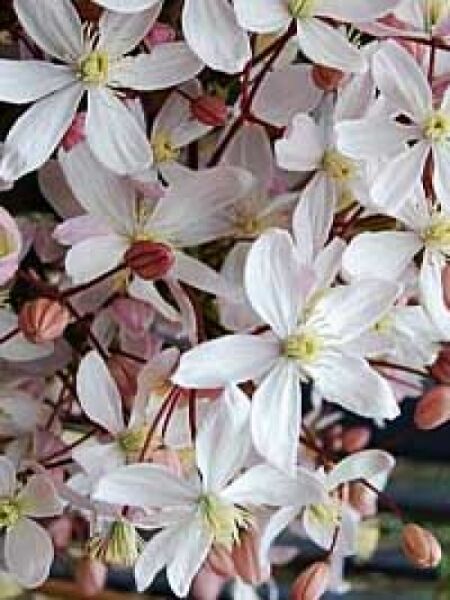 Clematis armandii 'Apple Blossom' / Immergrüne Waldrebe 'Apple Blossom'