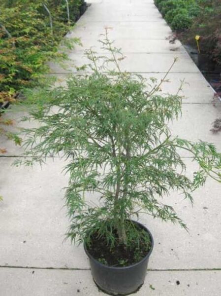 Grüner Schlitz-Ahorn (Acer palmatum 'Dissectum') 80-100 cm C10 im Topf, mit feingeschlitzten grünen Blättern und verzweigtem Wuchs.