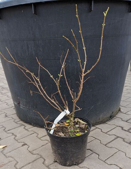 Sambucus racemosa 'Plumosa Aurea' / Farnblättriger Goldholunder 'Plumosa Aurea' 40-50 cm C3, verholzter Strauch im Topf