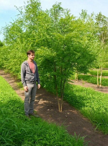Zelkova serrata (Japanische Zelkove), Keakibaum, mehrstämmig, ca. 250–300 cm, Laubbaum mit grünem Blattwerk in Baumschule