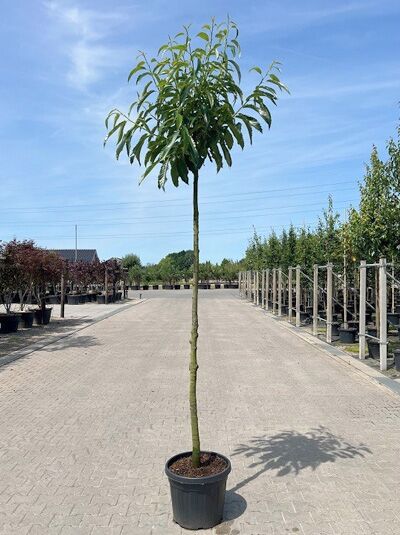 Esskastanie Castanea sativa 'Doree de Lyon' Hochstamm 12-14 StU im Container, schlanker Stamm mit belaubter Krone.