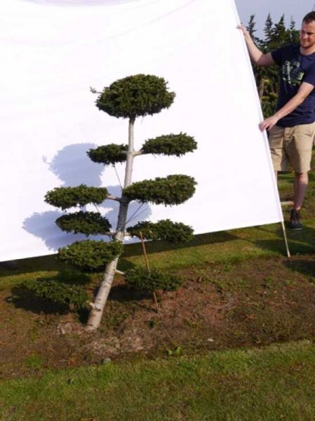 Garten-Bonsai (0060) / Picea orientalis 'Aurea' H: 140 cm B: 110 cm