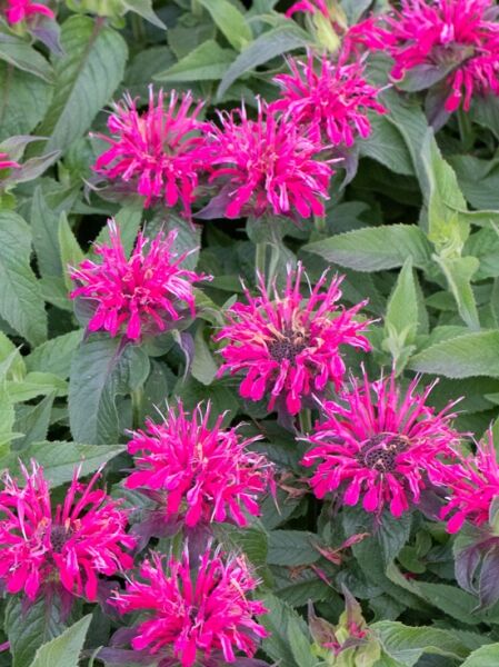 Niedrige Indianernessel 'Balmy Rose ®' / Monarda fistulosa 'Balmy Rose ®'