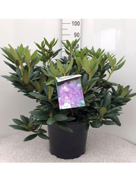 Rhododendron Hybride 'Everestianum' (Rhododendron 'Everestianum') im Topf, 60–80 cm, C20, grünes Laub, Pflanzenetikett sichtbar.