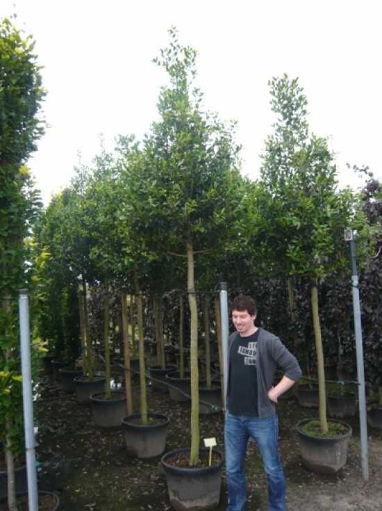Stechpalme 'Nellie R. Stevens' Hochstamm - Ilex mutchagara 'Nellie R.  Stevens'