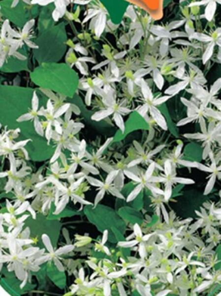 Mandschurische Waldrebe / Clematis mandshurica
